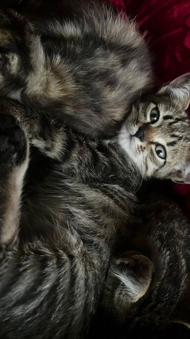 Отдам котят бесплатно.