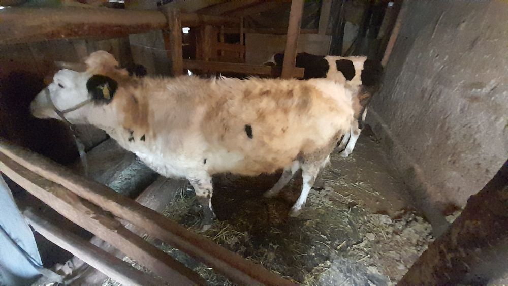 2 тёлки породистые