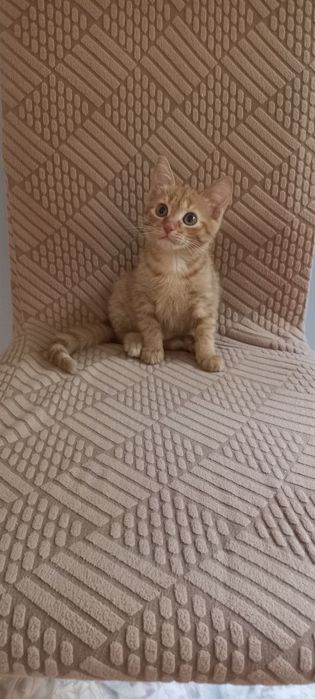 Котёнок девочка рыжая 3 мес