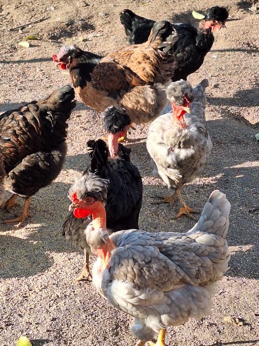 Ouă găini moțate pentru incubat