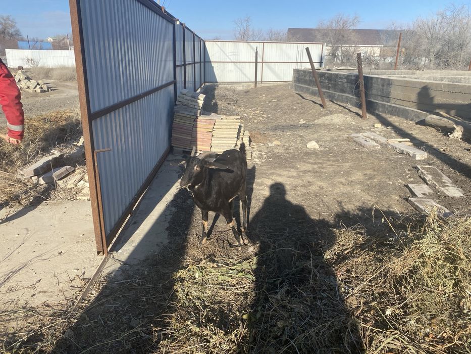 Нуби англо шыбыш 1 тума