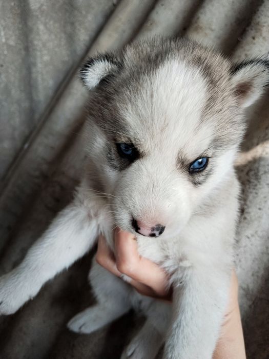 Продам щенят породы Хаски