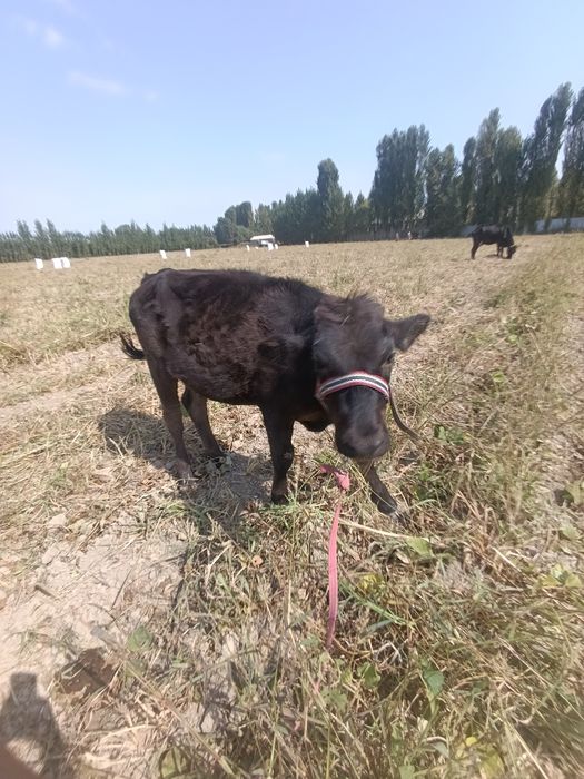 Sotiladi! Zoʻr buzoq