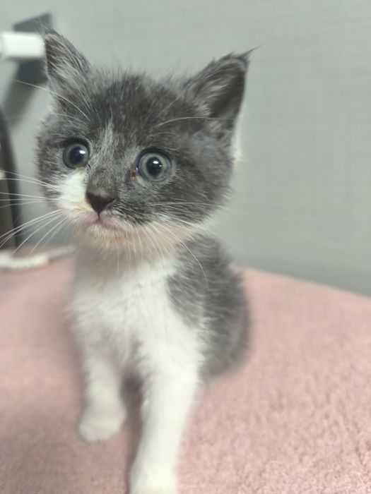 Котенок на пристройство