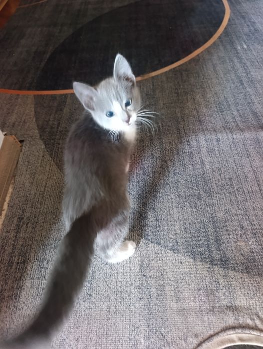 Котёнка в добрые руки