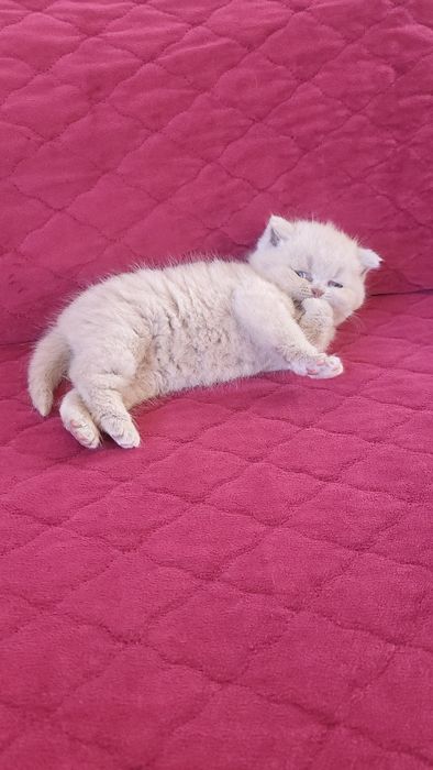 British shorthair