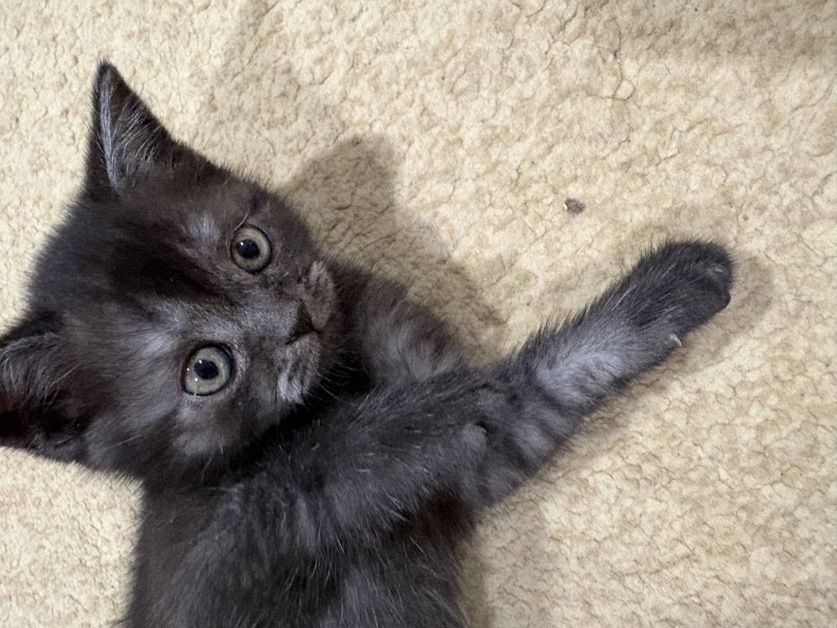 Продам котенка (девочка)