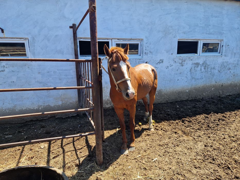 Продам лошадь молодой.