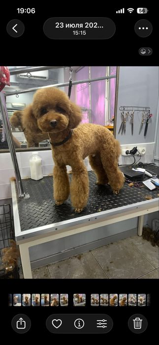 Стрижка кошка собака линька