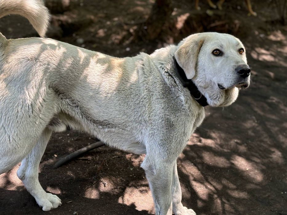Подарява се кученце Ламбо