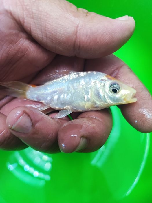 Crap koi pești ornamentali iaz coi carași