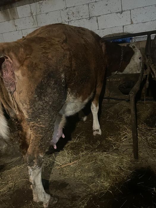 Vând vaca balatata românească