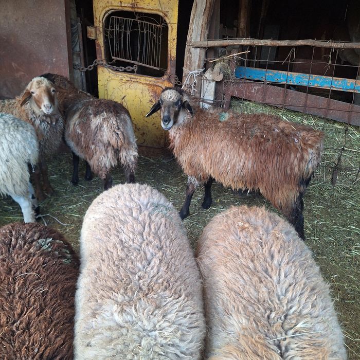 Продам токты овец кой