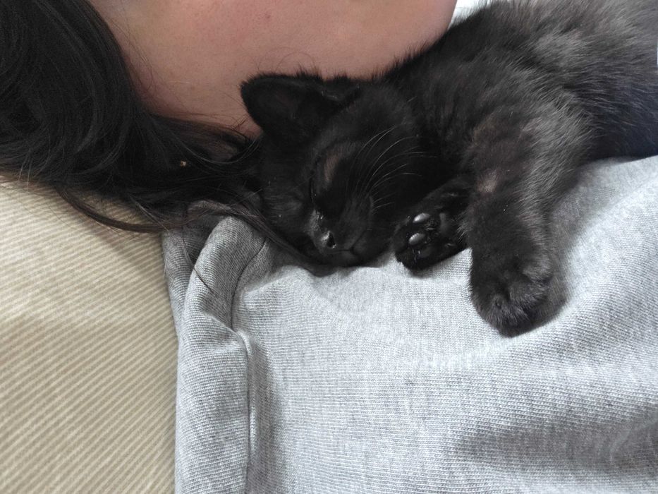 Котенок 3-4 месяца, девочка
