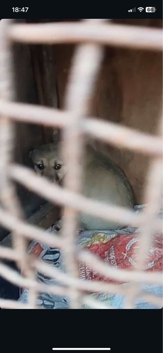 Собаки срочно  для хозяйства здоровые привитые