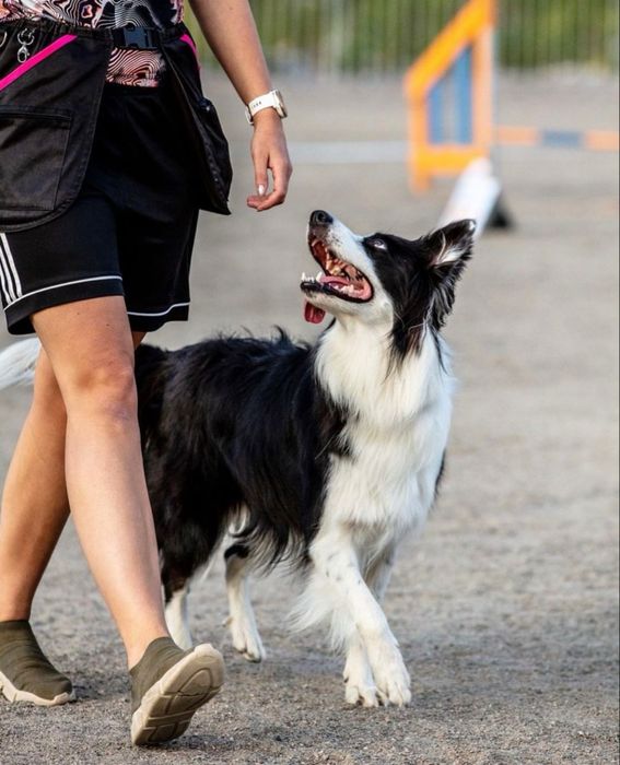 Бесплатные тренировки с кинологом