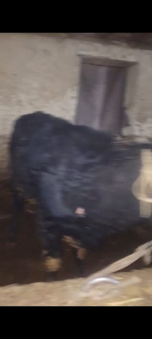 Бычки продам продам