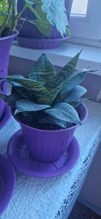 Цветы домашние 4.000