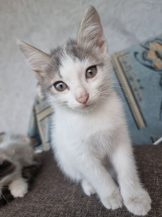 Котята в хорошие руки