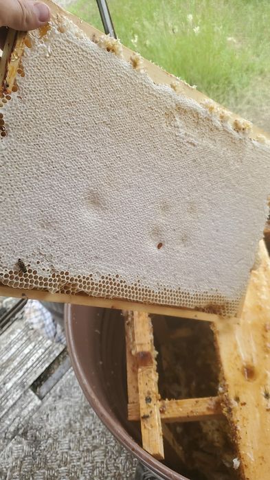 Miere Salcam Bio 2024