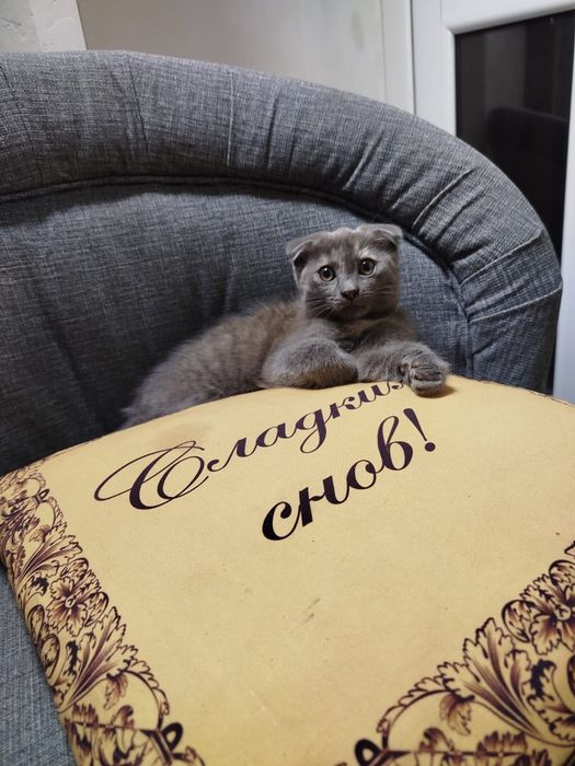 Кошечка вислоушка