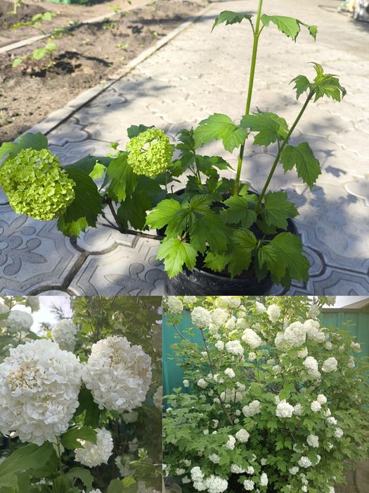 Калина Бульденеж