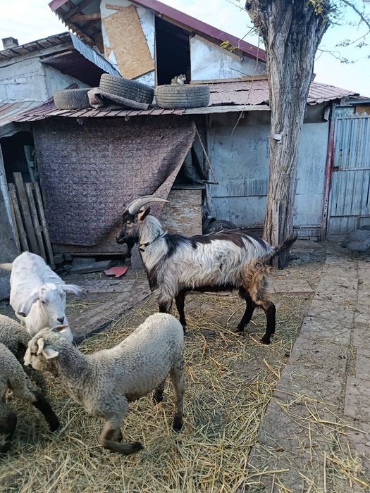 Vând și schimb pe Țap francez