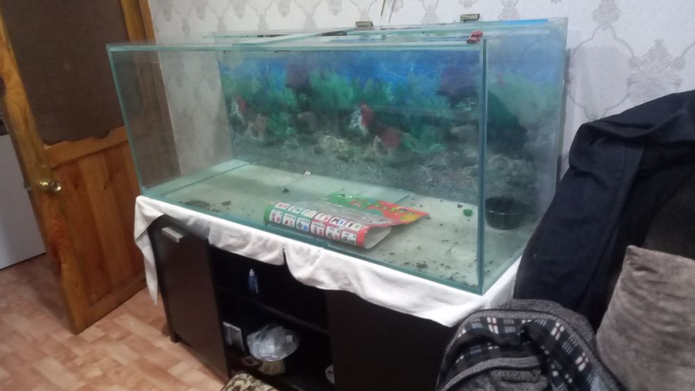 Продам рыбок  разные  красивые