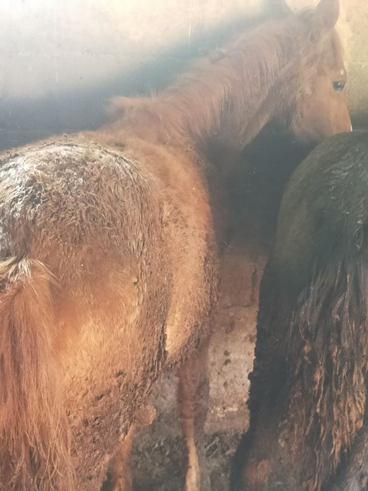 Жабагы сатылды 10 айлык