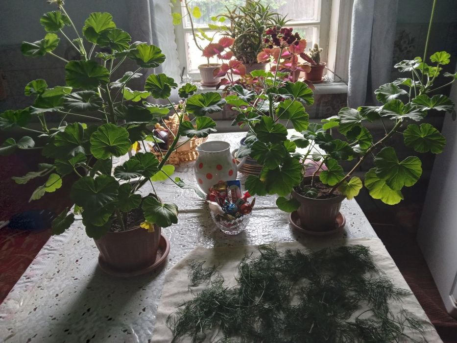 Комнатные цветы герань, кодекс, кактус