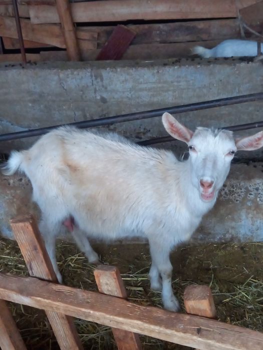 Орыс ешки сауылатын. сауылмайтын. Шибиш бари бар