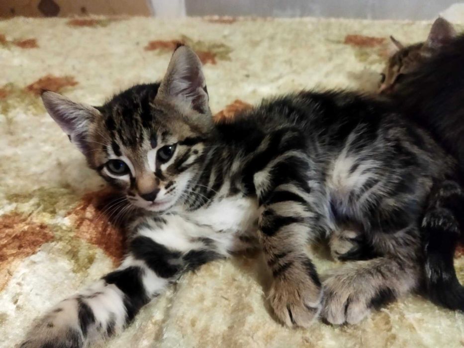 Подарявам котета