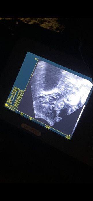 Veterinar doktir 4 yilik tajribaga egan