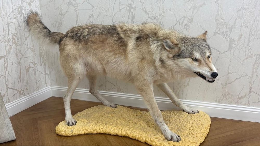 Чучело волка ручной работы