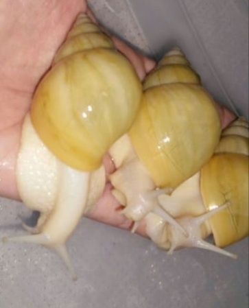 Улитки ахатины альбино и стандарт