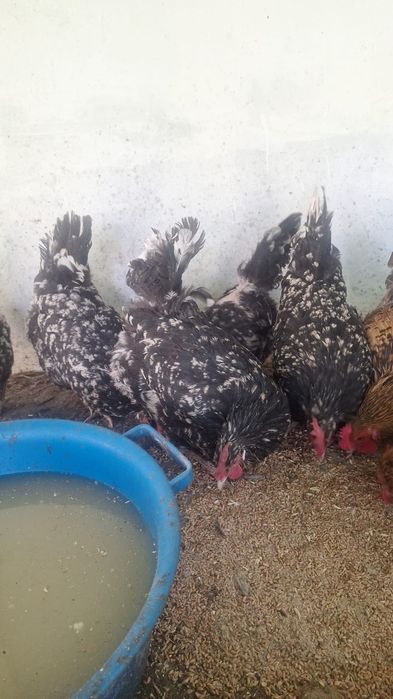 Австралорп черно- мраморный