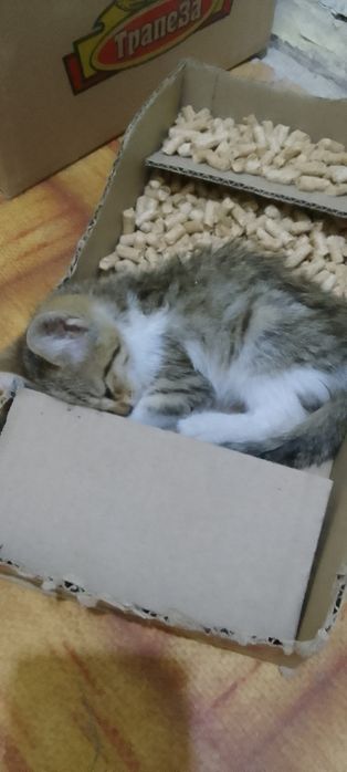 Отдам котят в добрые руки
