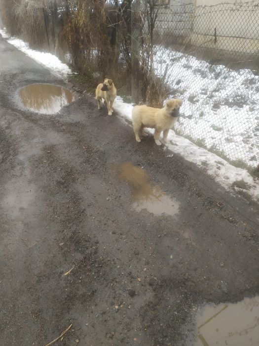 Они просто хотят жить…