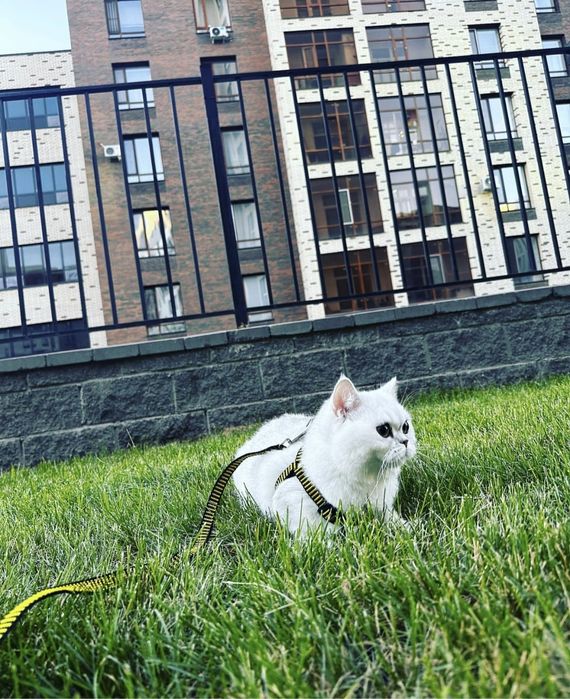 Отдам в хорошие руки