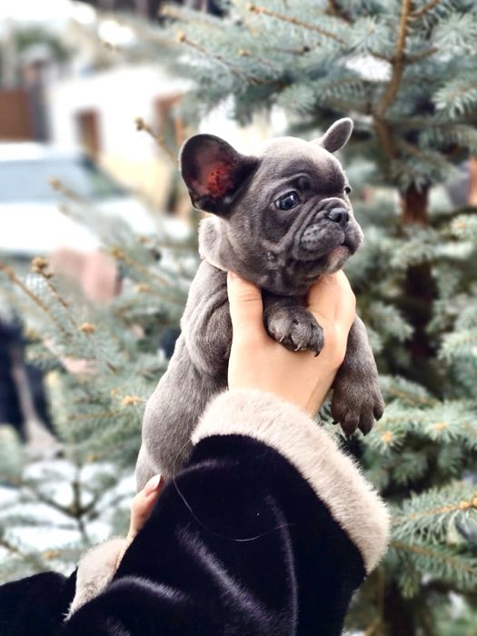 Щенки французского бульдога девочка