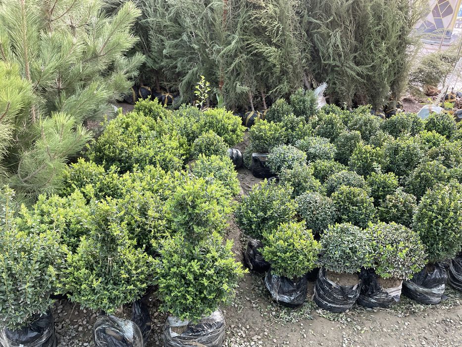 Archa  sotiladi harhil turdagi