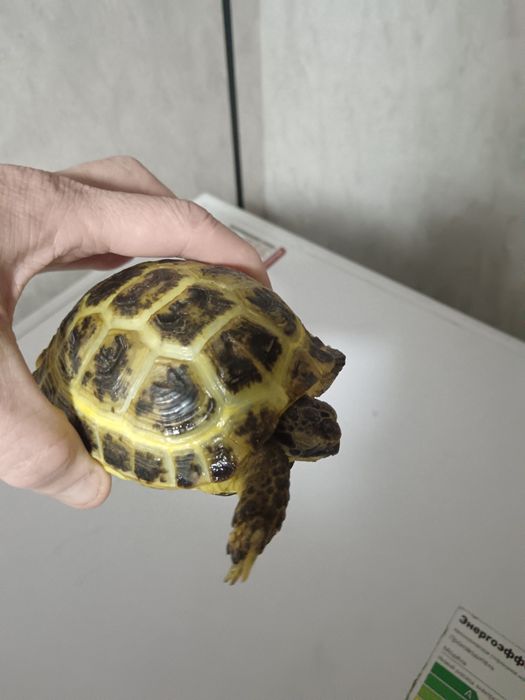 Сухопутная черепаха