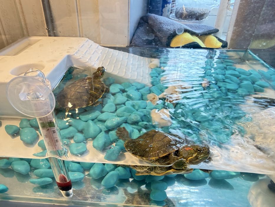 Красноухая черепаха