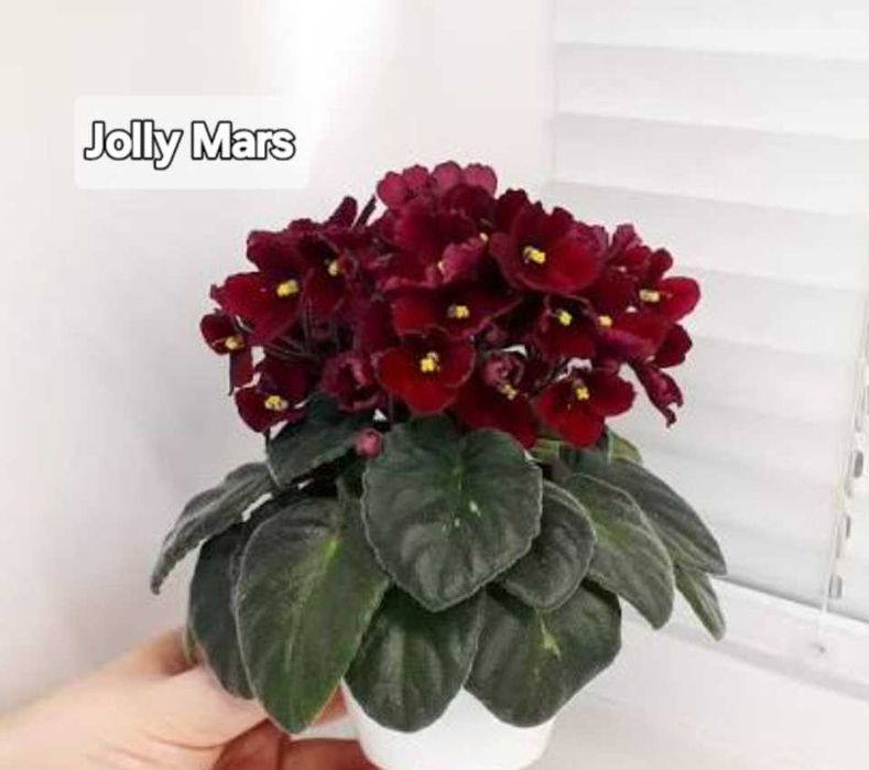 Фиалка 5 видов, Jolly Mars...