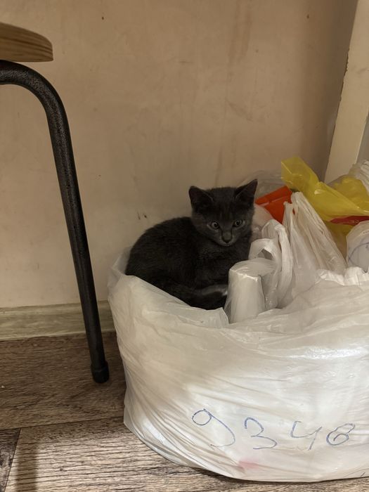 Маленький котёнок, девочка