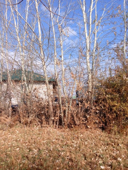 Kuk va kalifornia teraklar bor. Bolorlikga tayyor holda