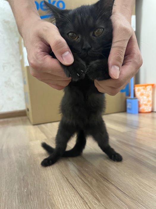 Отдам котёнка в добрые руки!