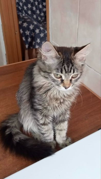 Отдам котёнка, девочка в надёжные руки