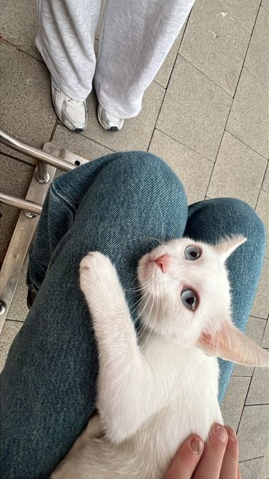 Котенок в добрые руки