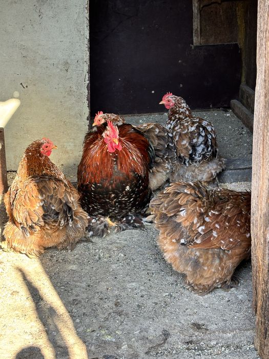 Oua găini cochinchina pitic